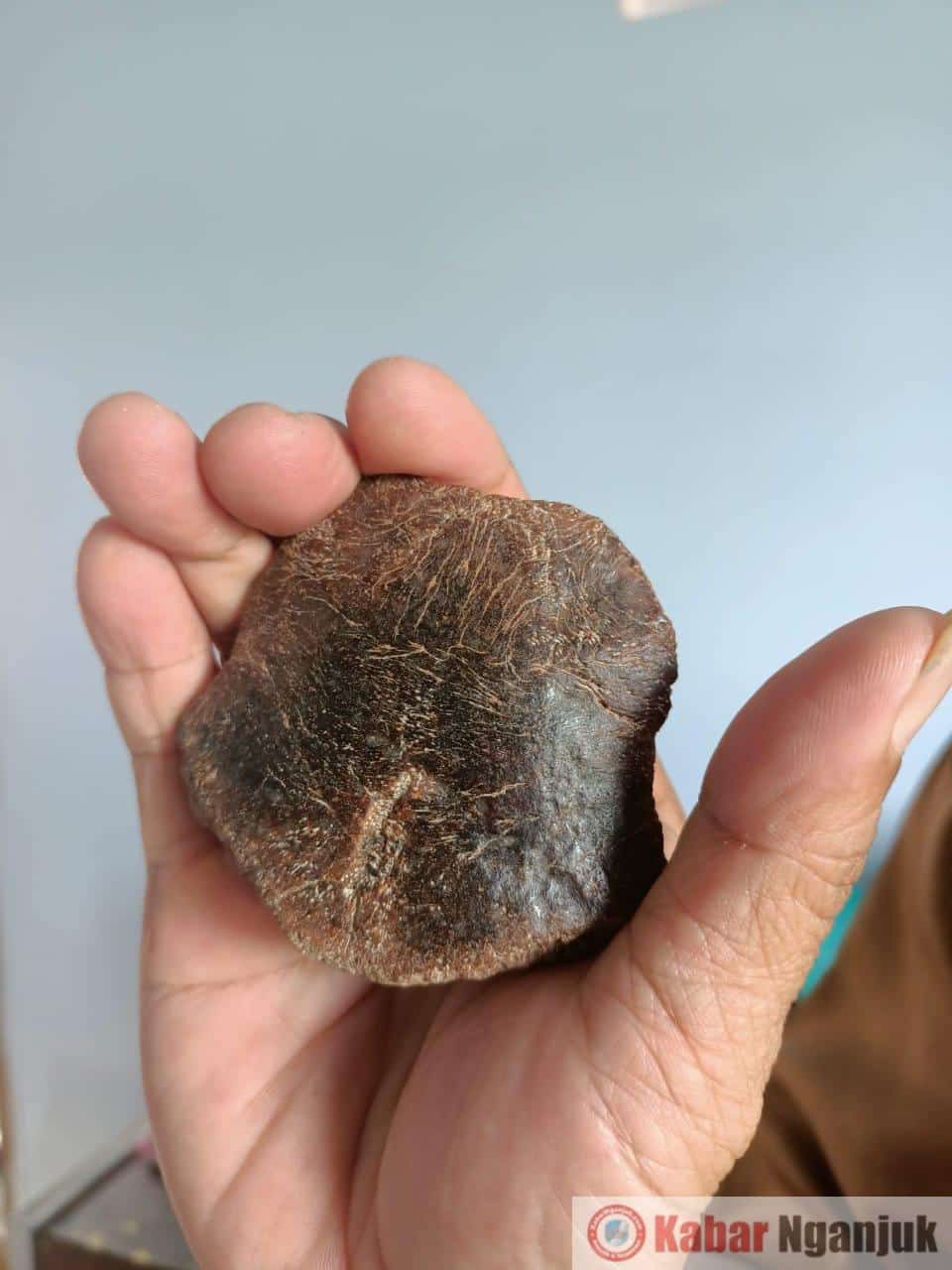 Diduga Batok Kepala Manusia Purba Ditemukan di Hutan Tritik Rejoso Nganjuk